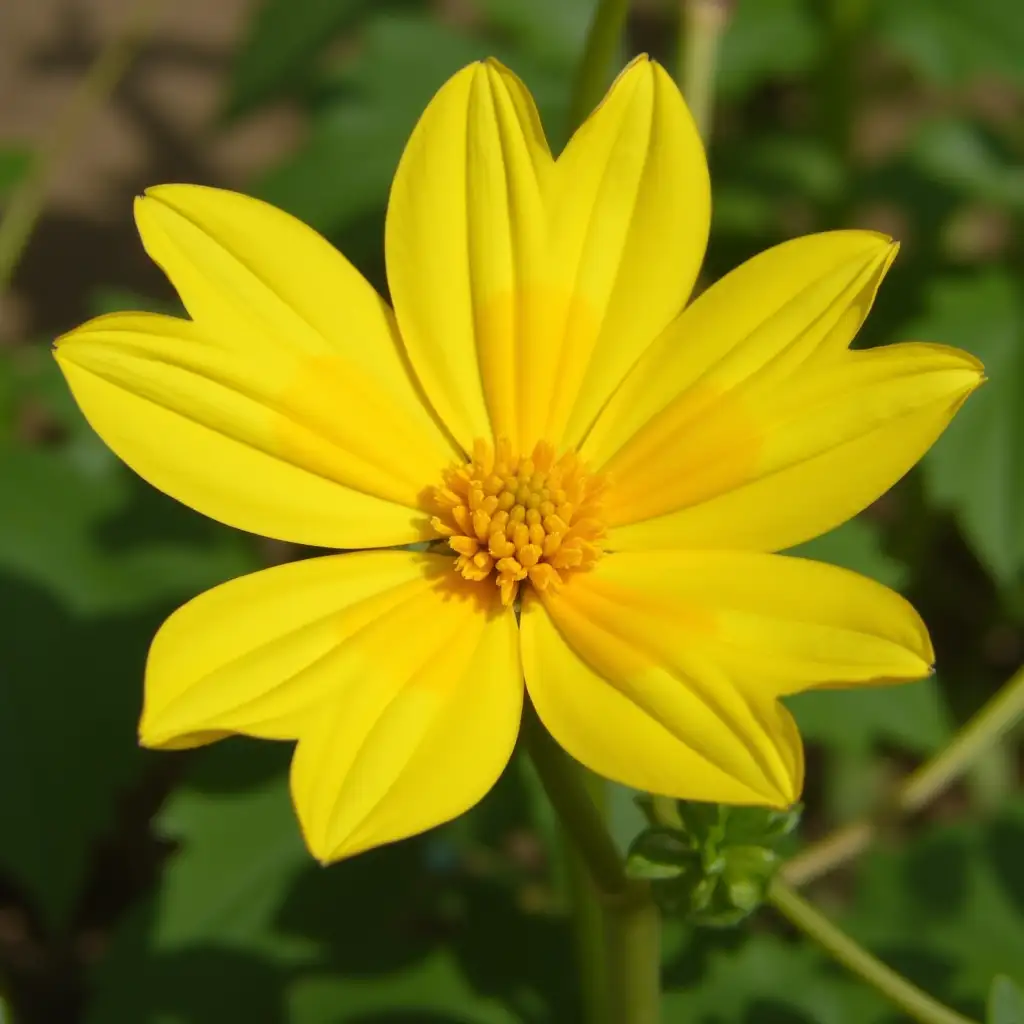 Yellow Flower