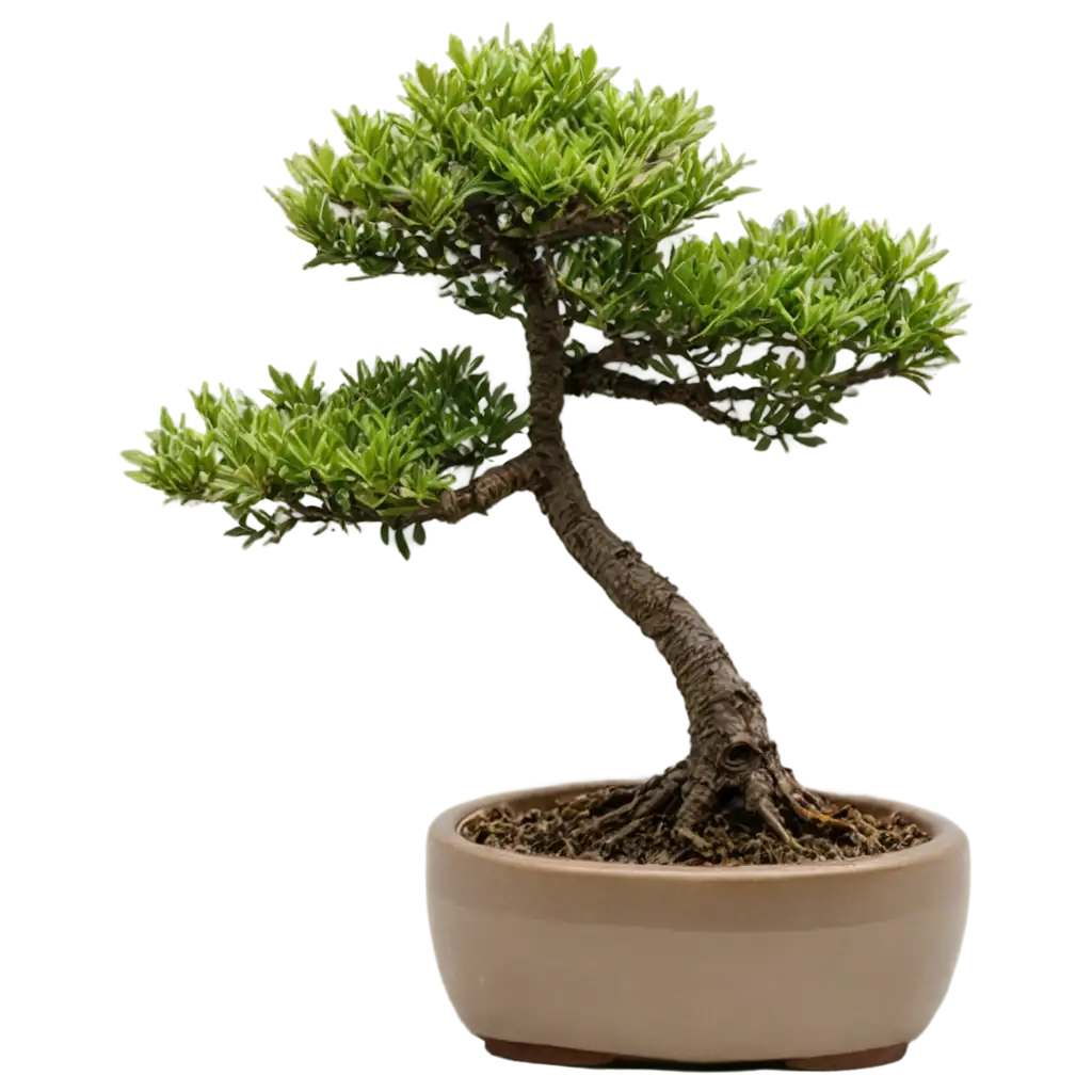 Small-Bonsai-PNG-Image-Perfect-Clarity-for-Your-Creative-Projects