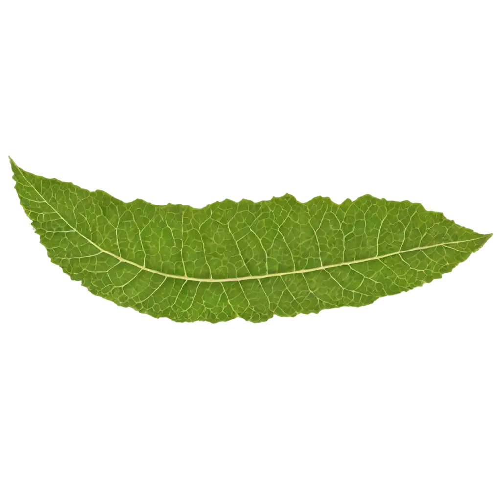 HighQuality-Tree-Leaf-PNG-Image-for-Various-Digital-Applications