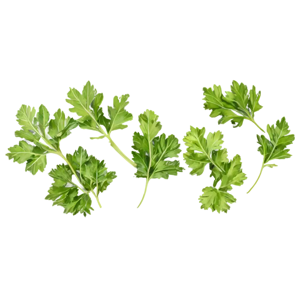 Top-View-of-Coriander-Powder-with-Coriander-Leaves-PNG-Format-for-Enhanced-Clarity