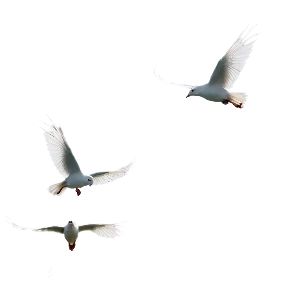 Flying-Birds-PNG-Image-for-Versatile-Digital-Use-HighQuality-Transparent-and-Adaptable