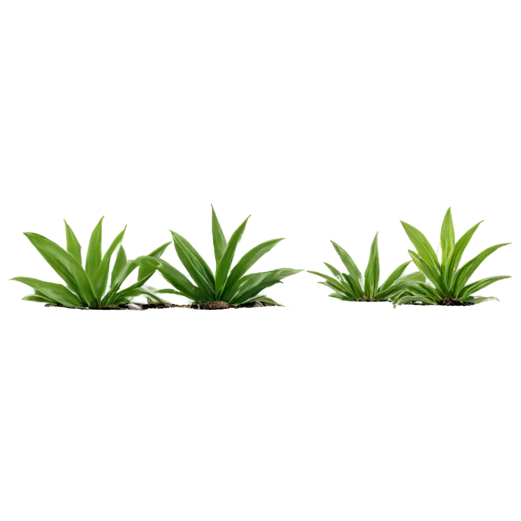 HighQuality-PNG-Image-of-Plants-for-Versatile-Usage