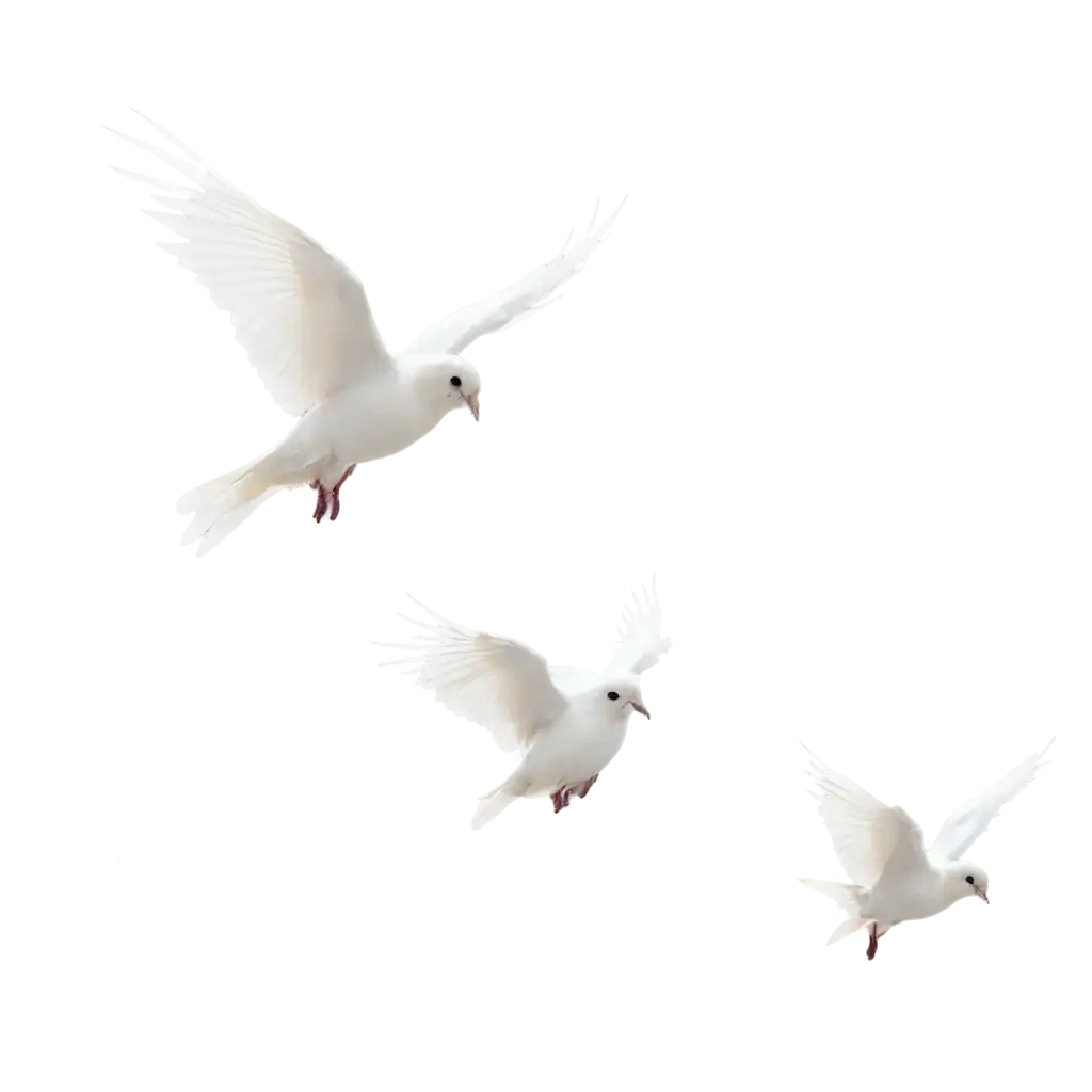 WHITE BIRDS FLYING