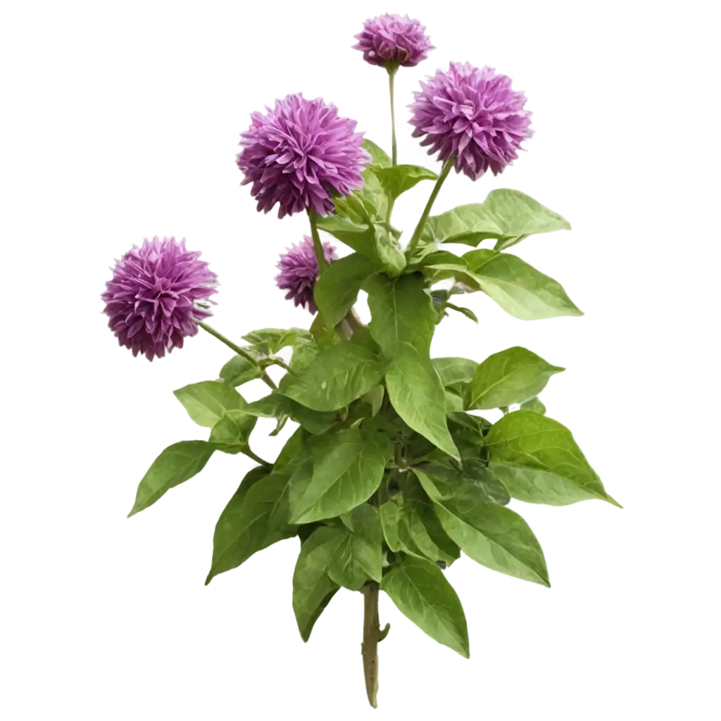 Purple-Bergamot-Flowers-PNG-Image-HighQuality-Floral-Art-for-Your-Projects