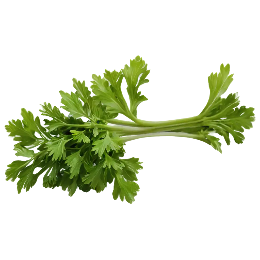 HighQuality-Parsley-PNG-Image-for-Culinary-and-Design-Uses