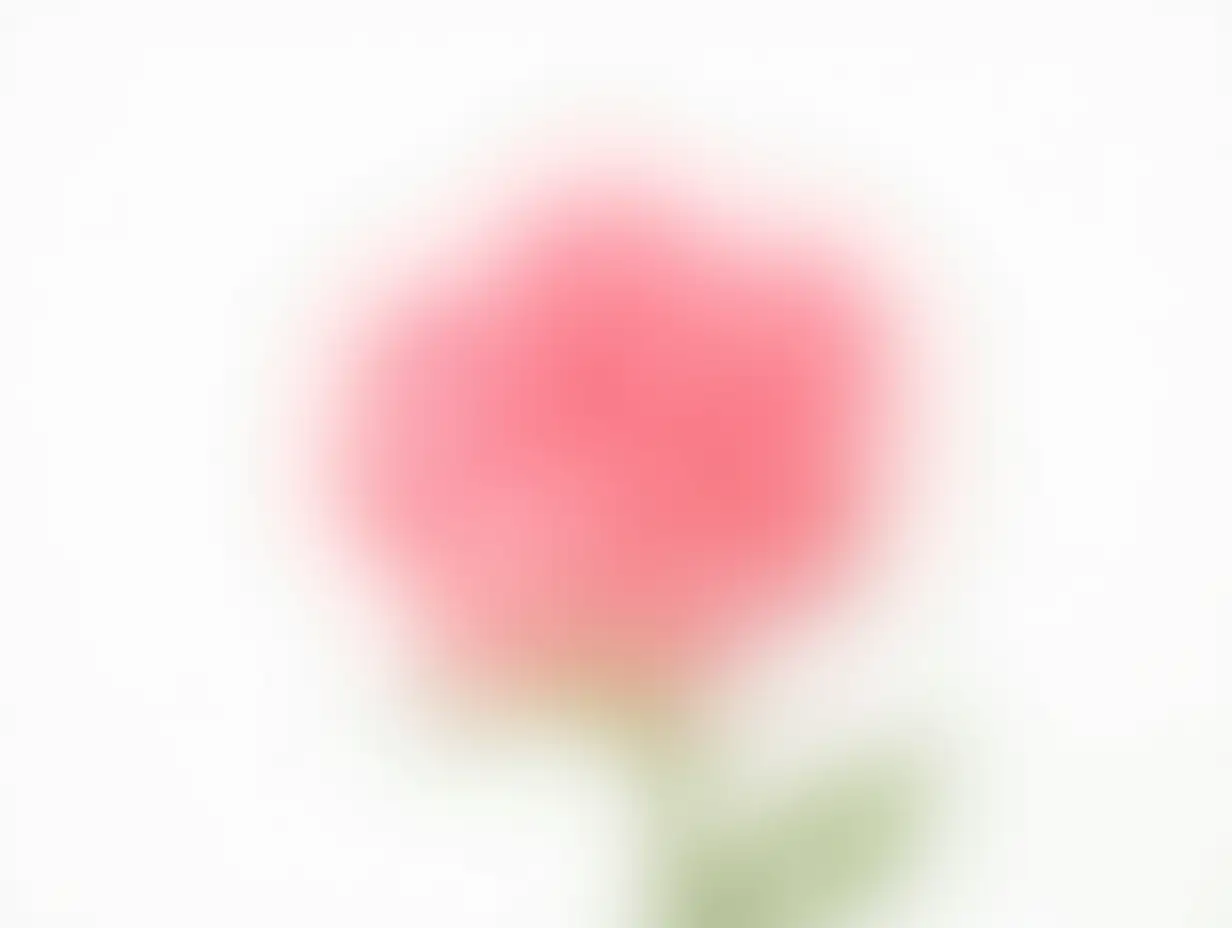 Beautiful-Pink-Rose-Flower-Isolated-on-White-Background