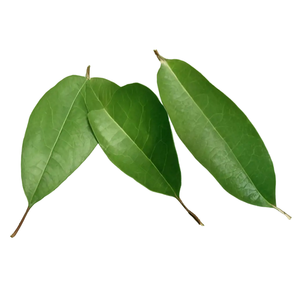 Guava leaves