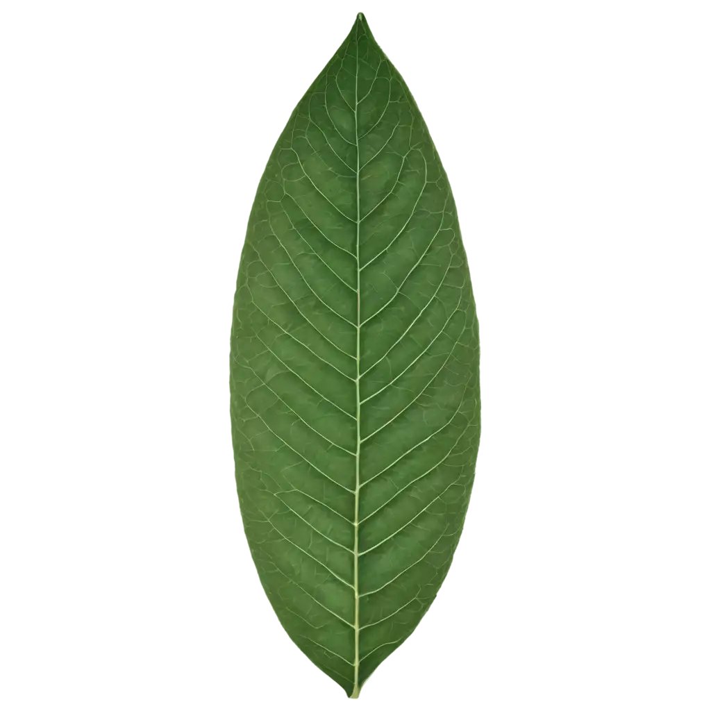 Long-Green-Leaf-PNG-Image-Fresh-and-Vibrant-Visuals-for-Environmental-Designs