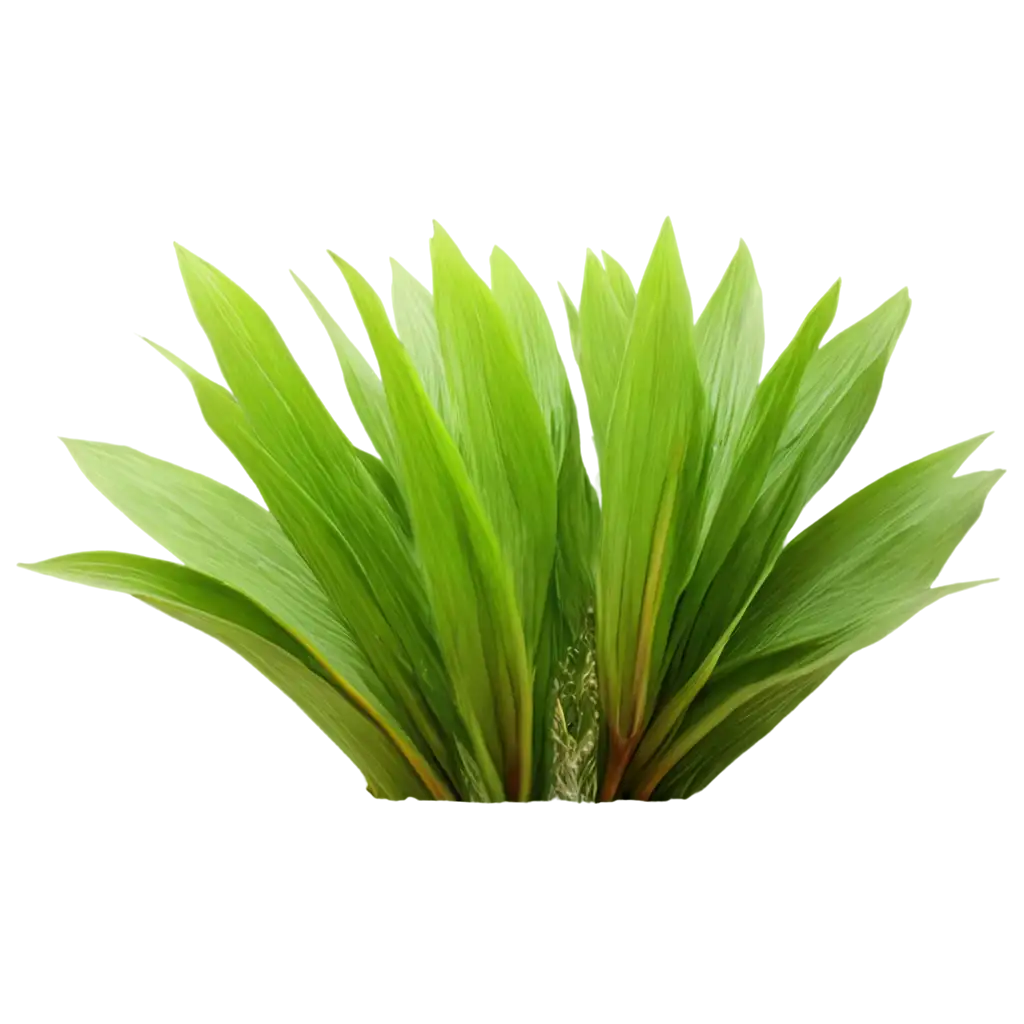 HighQuality-PNG-Image-of-Tanaman-Plant-for-Versatile-Use