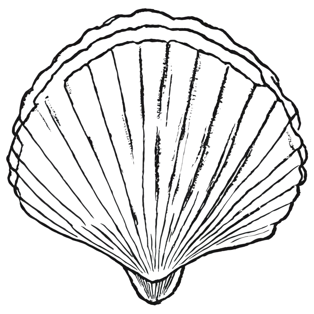 HighQuality-Shell-Drawing-PNG-for-Versatile-Use