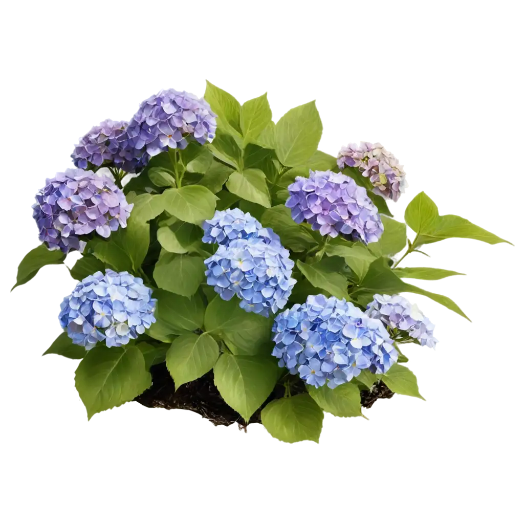 Hydrangea-Cluster-PNG-in-Blue-and-Purple-HighQuality-Transparent-Background-Image-for-Versatile-Use