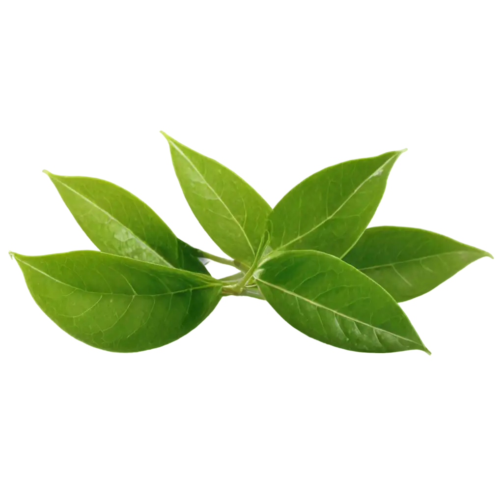 HighQuality-PNG-Image-of-Green-Tea-Leaves-Fresh-and-Vibrant-Illustration