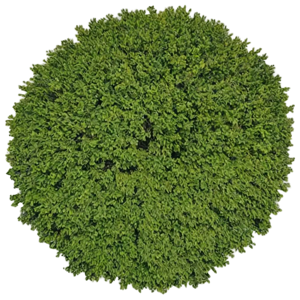 HighQuality-PNG-Image-of-a-Tree-Seen-from-Above-AI-Art-Prompt