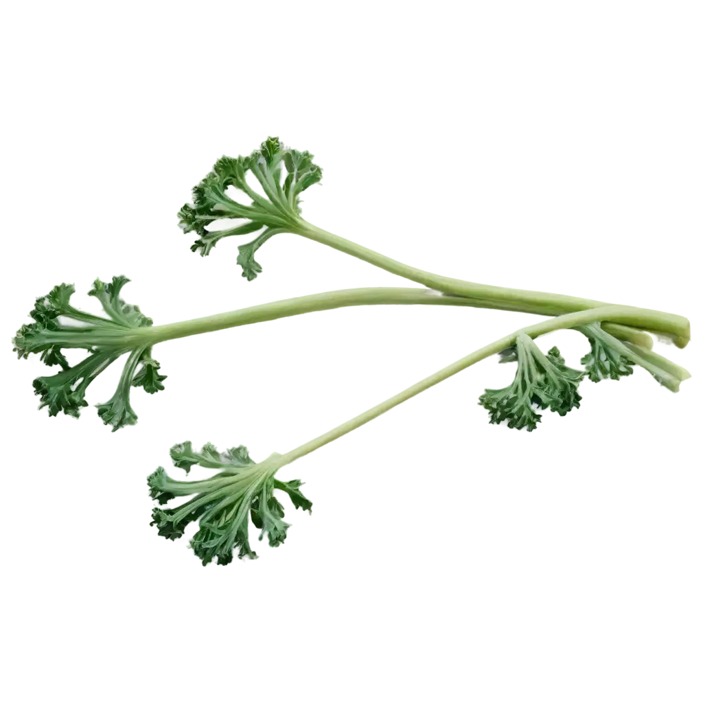 HighQuality-Sea-Kale-PNG-Image-for-Various-Design-Applications