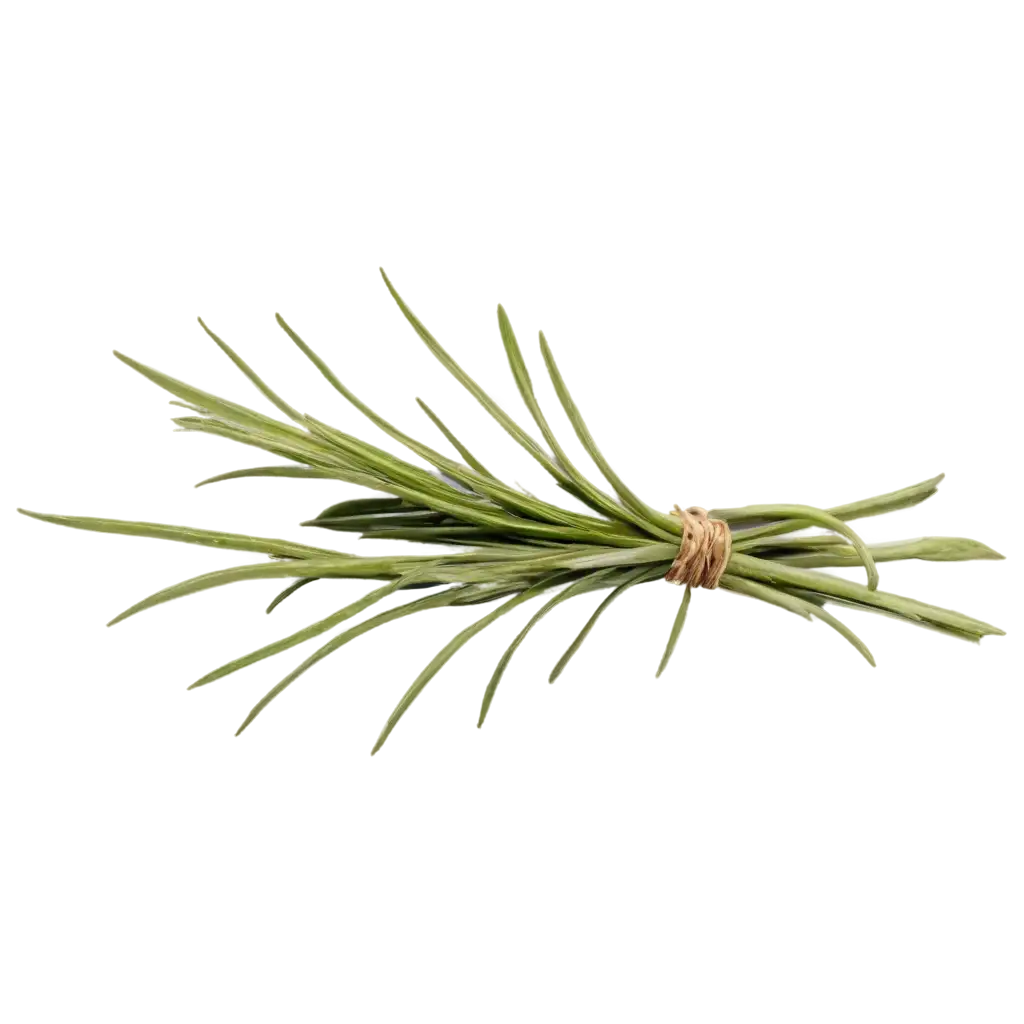 Rosemary-on-a-White-Plate-HighResolution-PNG-Image-for-Culinary-and-Design-Uses