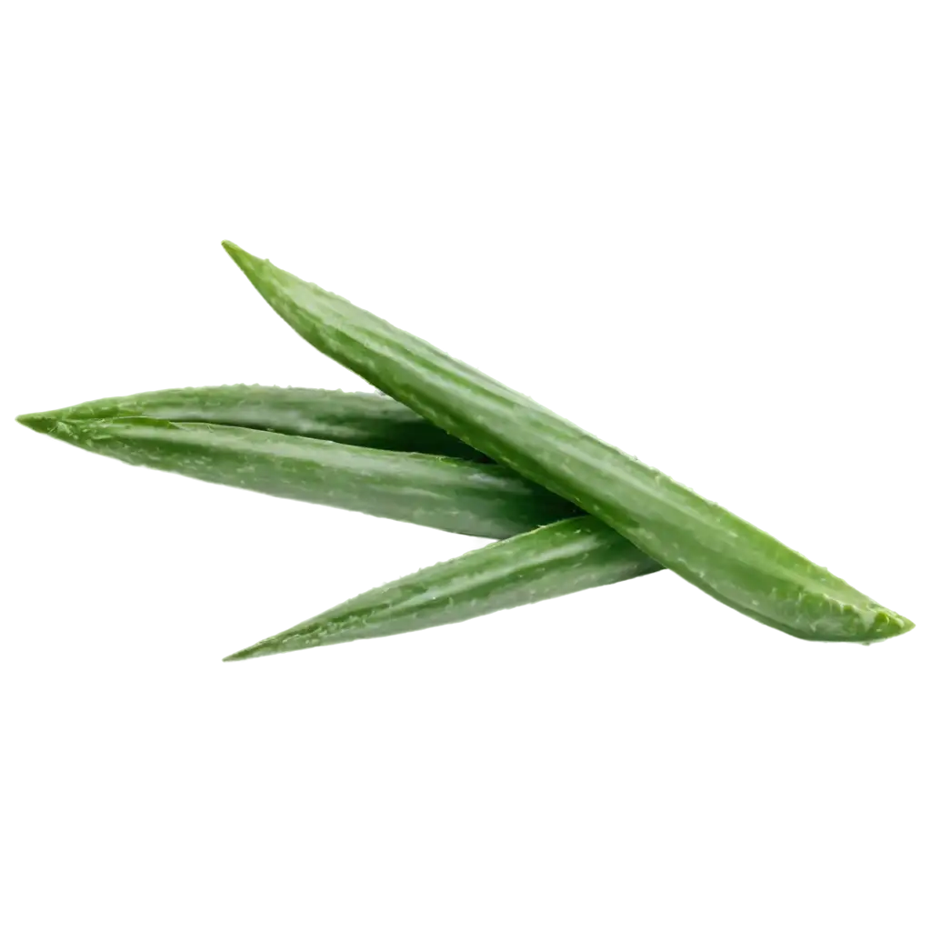 HighQuality-Aloe-Vera-PNG-Image-for-Versatile-Applications