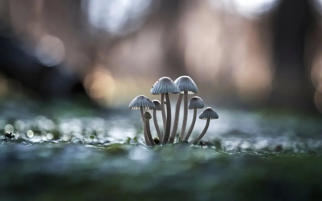 macro photography, dapple-head mushrooms, thin stem, shallow depth of fields, diffuse light, long exposure, bokeh --ar 2:1 --personalize vkwt52o