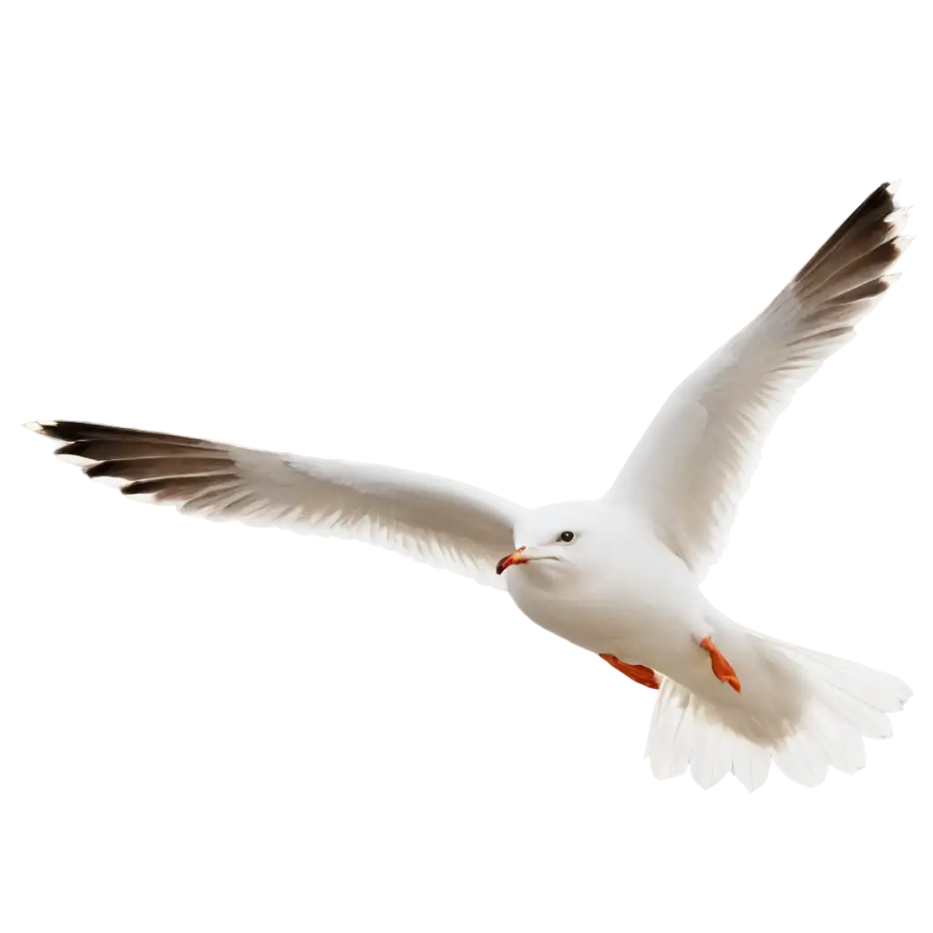 HighQuality-PNG-Image-of-a-Seagull-Flying