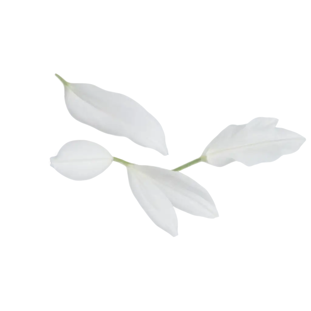 Exquisite-White-Petals-PNG-Image-Capturing-Natures-Elegance-in-High-Quality