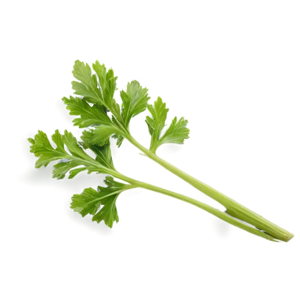 Fresh-Parsley-PNG-Image-Enhance-Your-Culinary-Designs-with-HighQuality-Graphics