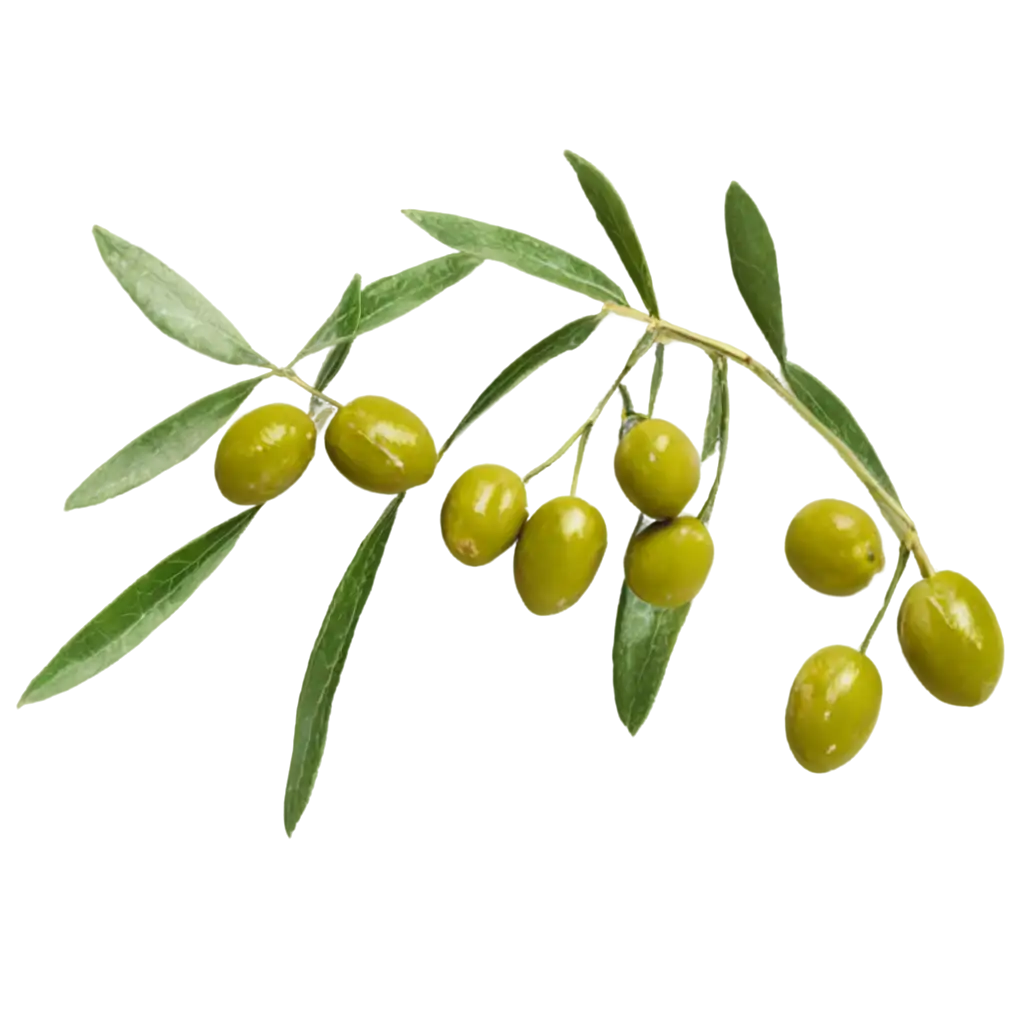 HighQuality-Olives-PNG-Image-for-Digital-Designs-and-Branding