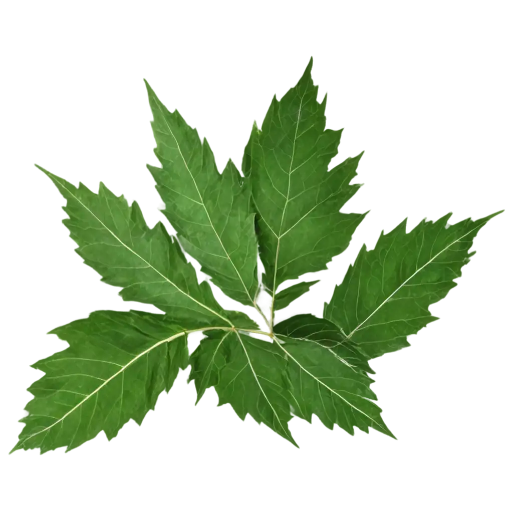 HighQuality-Neem-Tulsi-Leaf-PNG-for-Natural-Healing-and-Herbal-Designs