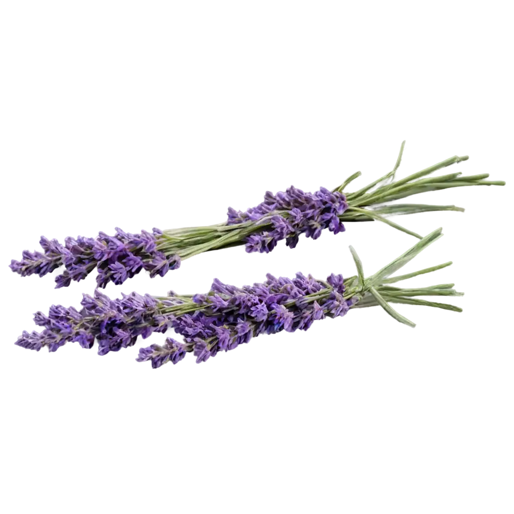 Stunning-Lavender-PNG-Image-Capturing-the-Essence-of-Elegance-and-Serenity