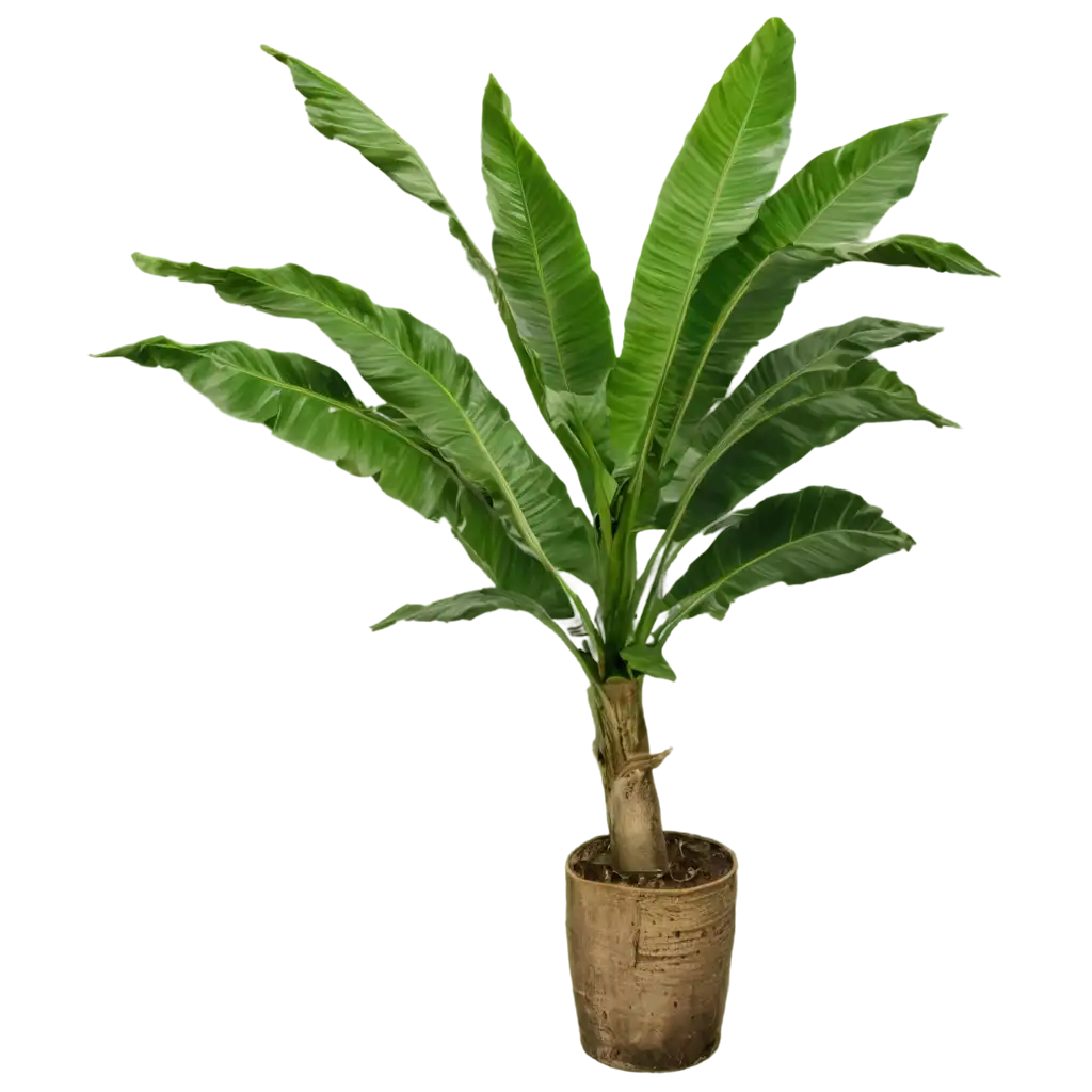 HighQuality-PNG-of-a-Real-Banana-Tree-Perfect-for-Creative-Projects