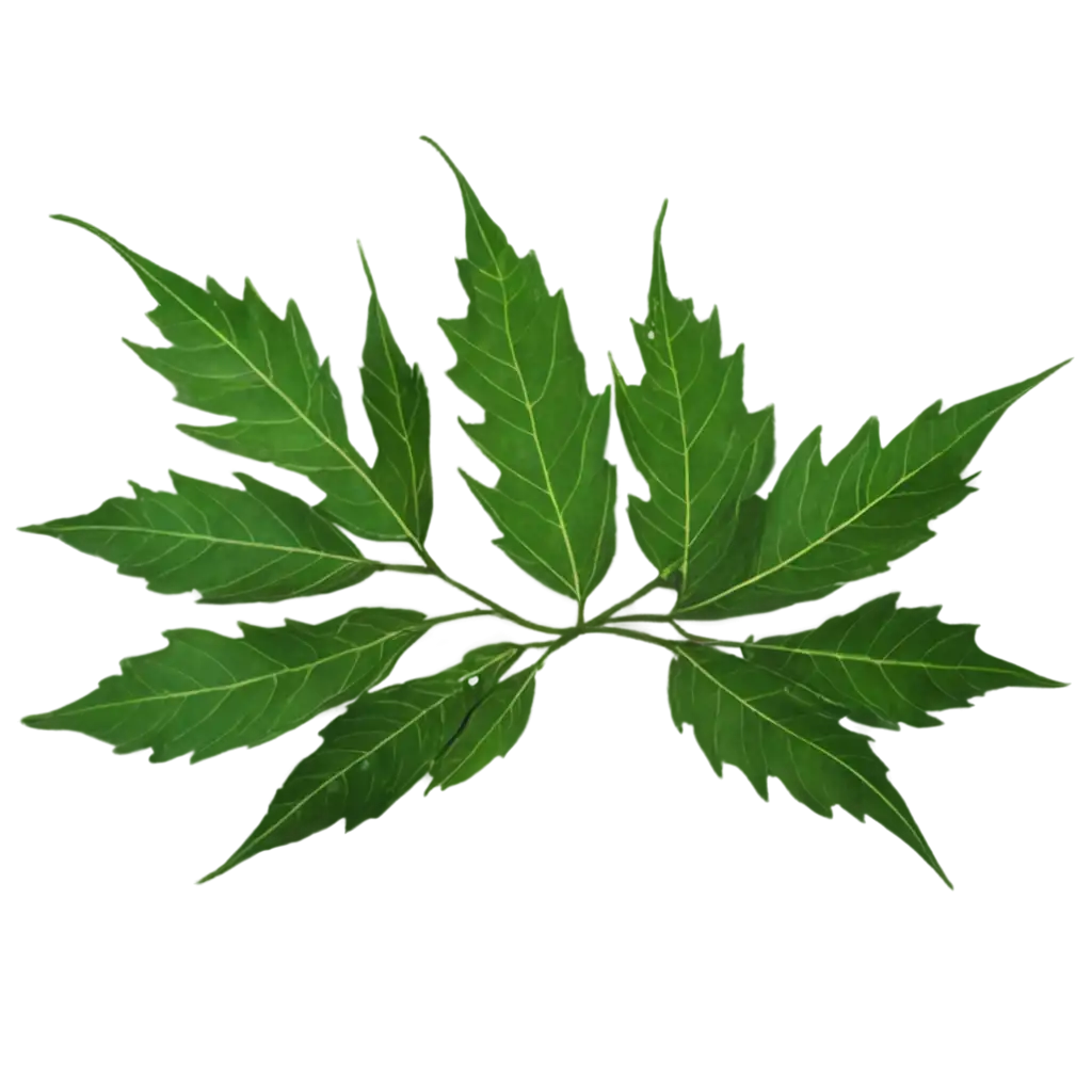 HighQuality-PNG-Image-of-Neem-Leaves-for-Digital-Projects-and-Designs