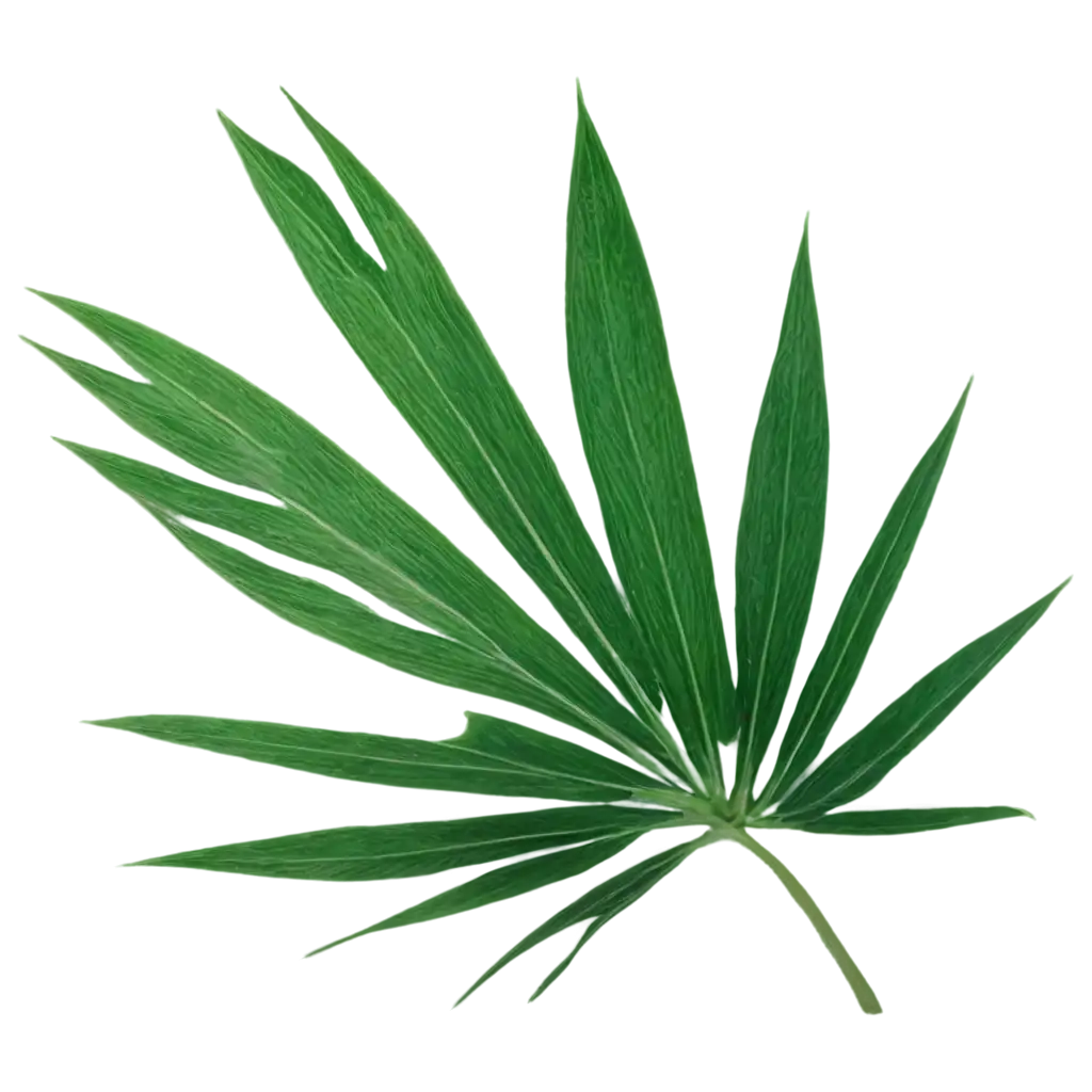 HighQuality-Palm-Tree-Leaf-PNG-for-Versatile-Digital-Use