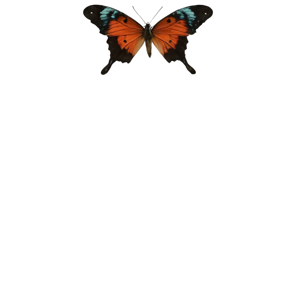 Exquisite-Butterfly-PNG-Image-Captivating-Visuals-in-High-Quality