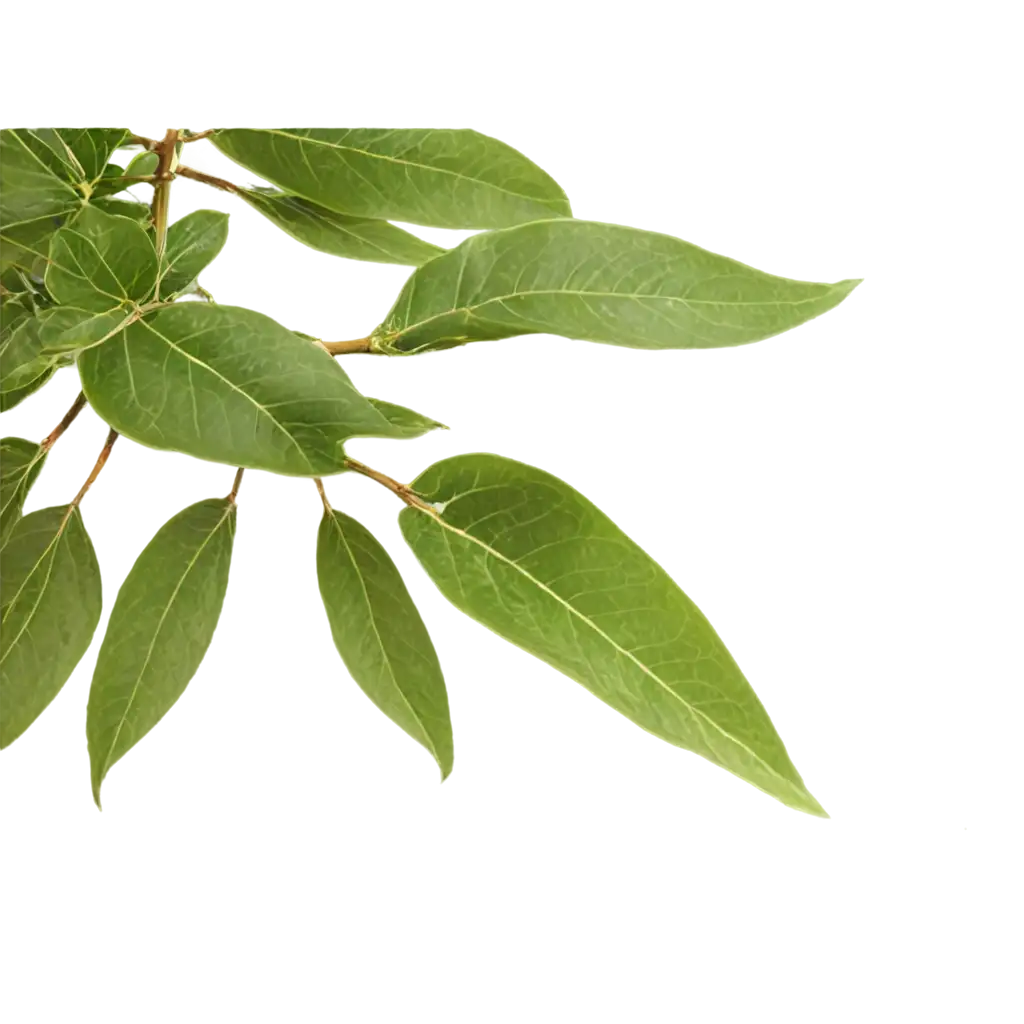 Mandarin-Tree-Leaves-PNG-HighQuality-Transparent-Image-for-Creative-Projects