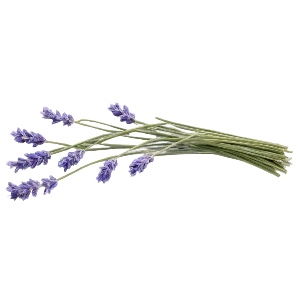 Stunning-Lavender-PNG-Image-for-Versatile-Creative-Use