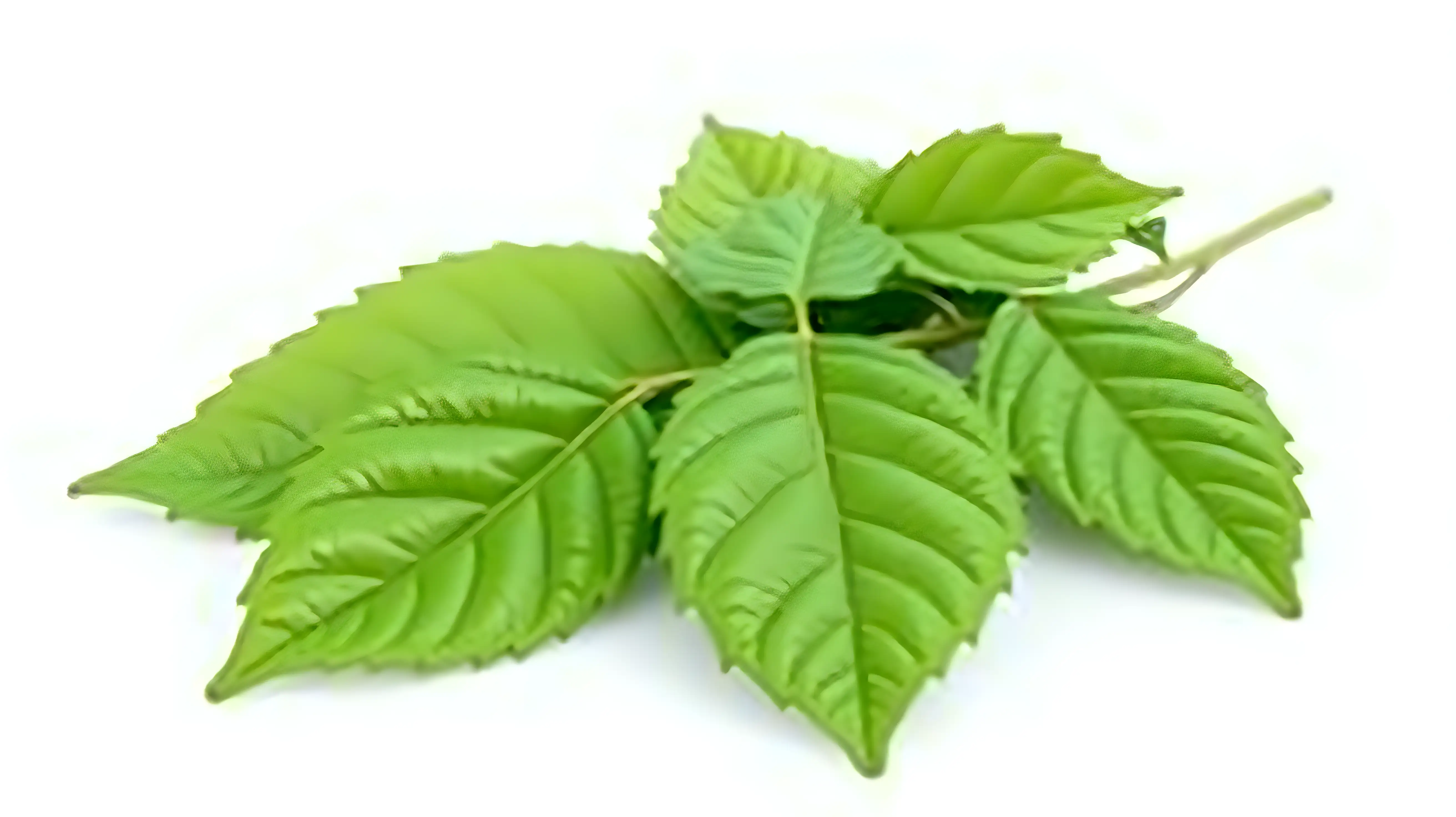 High-resolution, isolated neem leaves with detailed texture and vibrant green color, arranged naturally with soft shadows, clean transparent background (PNG format), realistic botanical illustration style, perfect for medicinal, herbal, or natural product design.