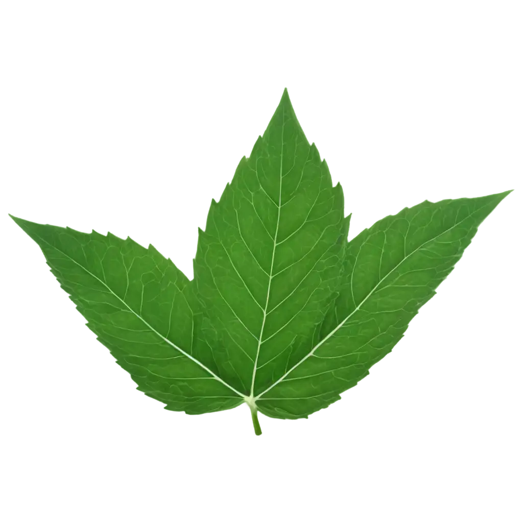 Green-Leaf-PNG-Image-Refreshing-Natures-Beauty-in-High-Quality