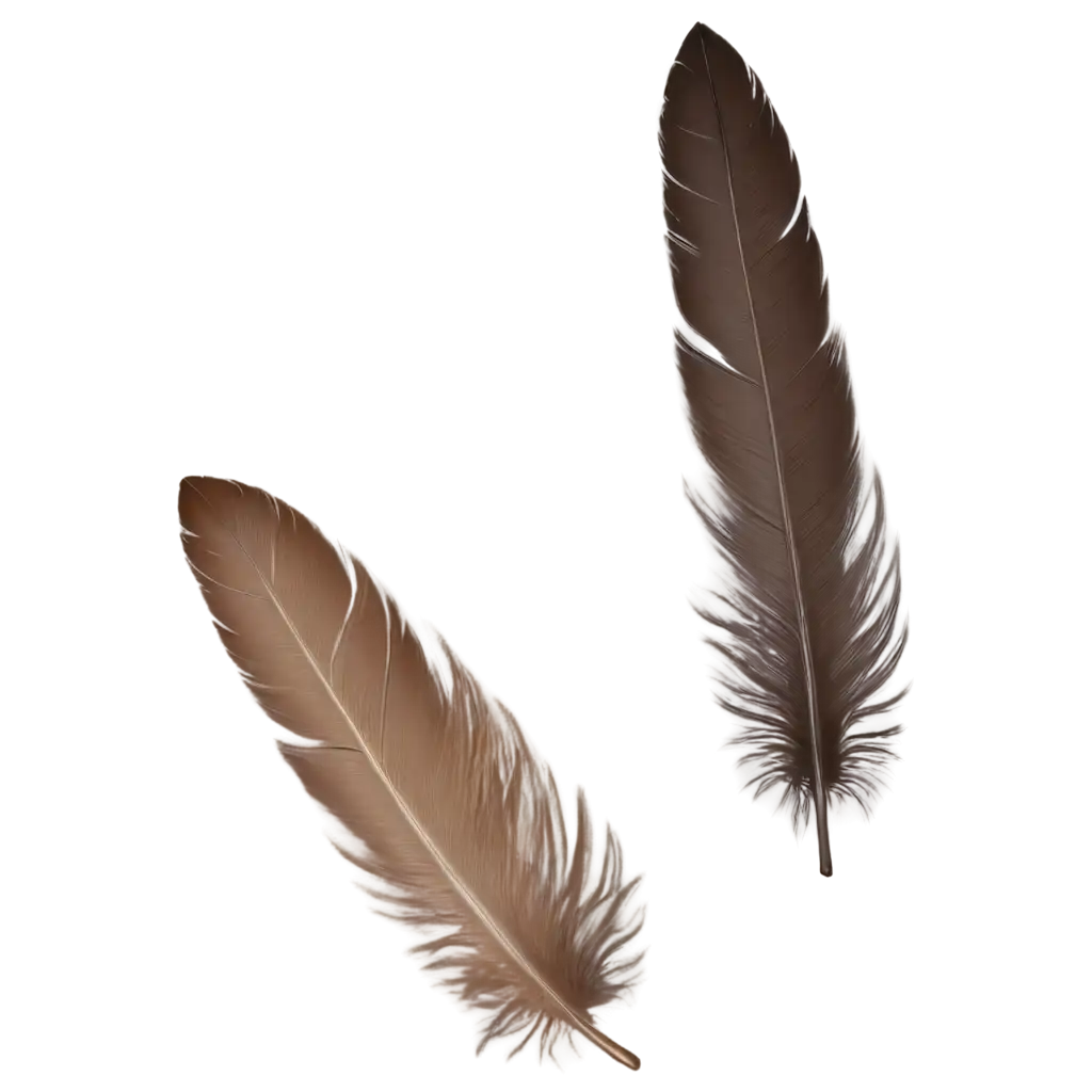 Feather-PNG-Image-A-HighQuality-Transparent-Feather-Design-for-Versatile-Use