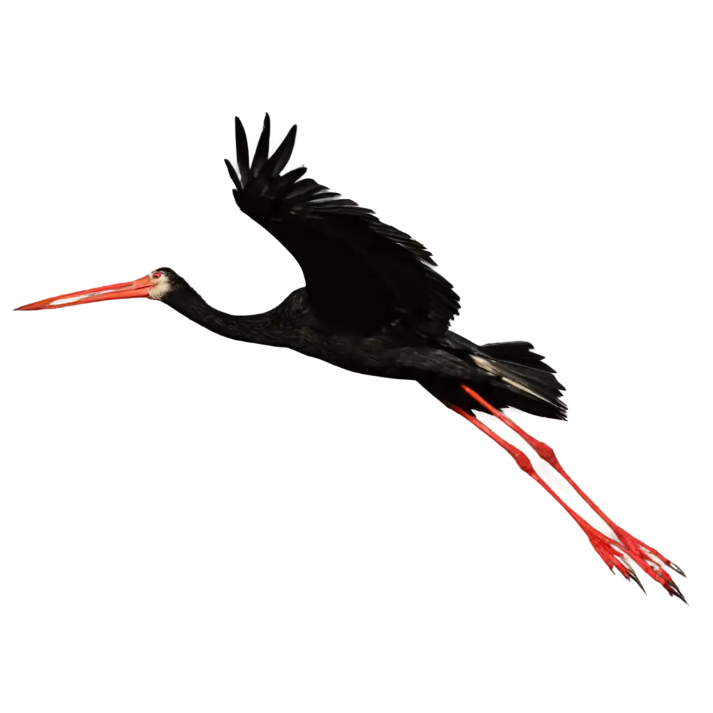 black stork flying