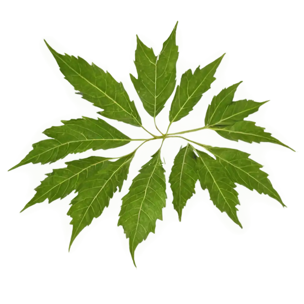 HighQuality-PNG-of-Dropped-Neem-Leaves-for-Versatile-Creative-Use