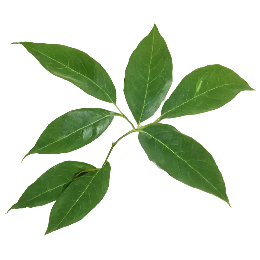 Photo of Bignay leaves