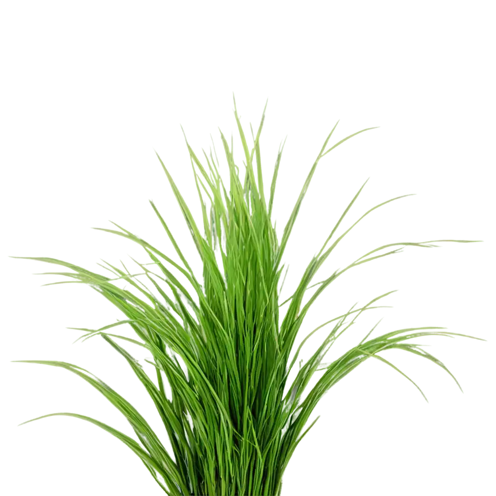 bambo grass