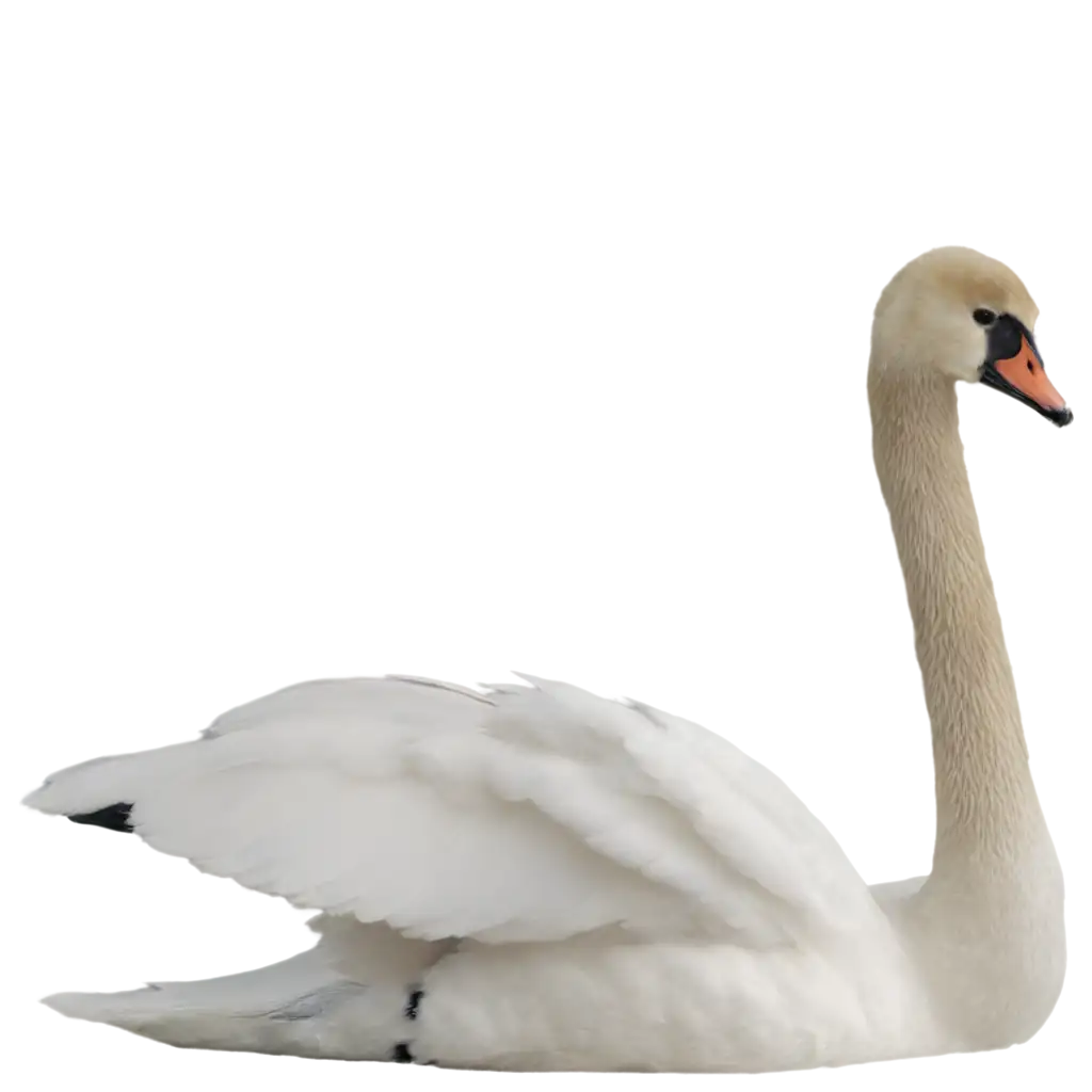 Elegant-White-Swan-PNG-Image-Create-Graceful-Art-with-High-Clarity