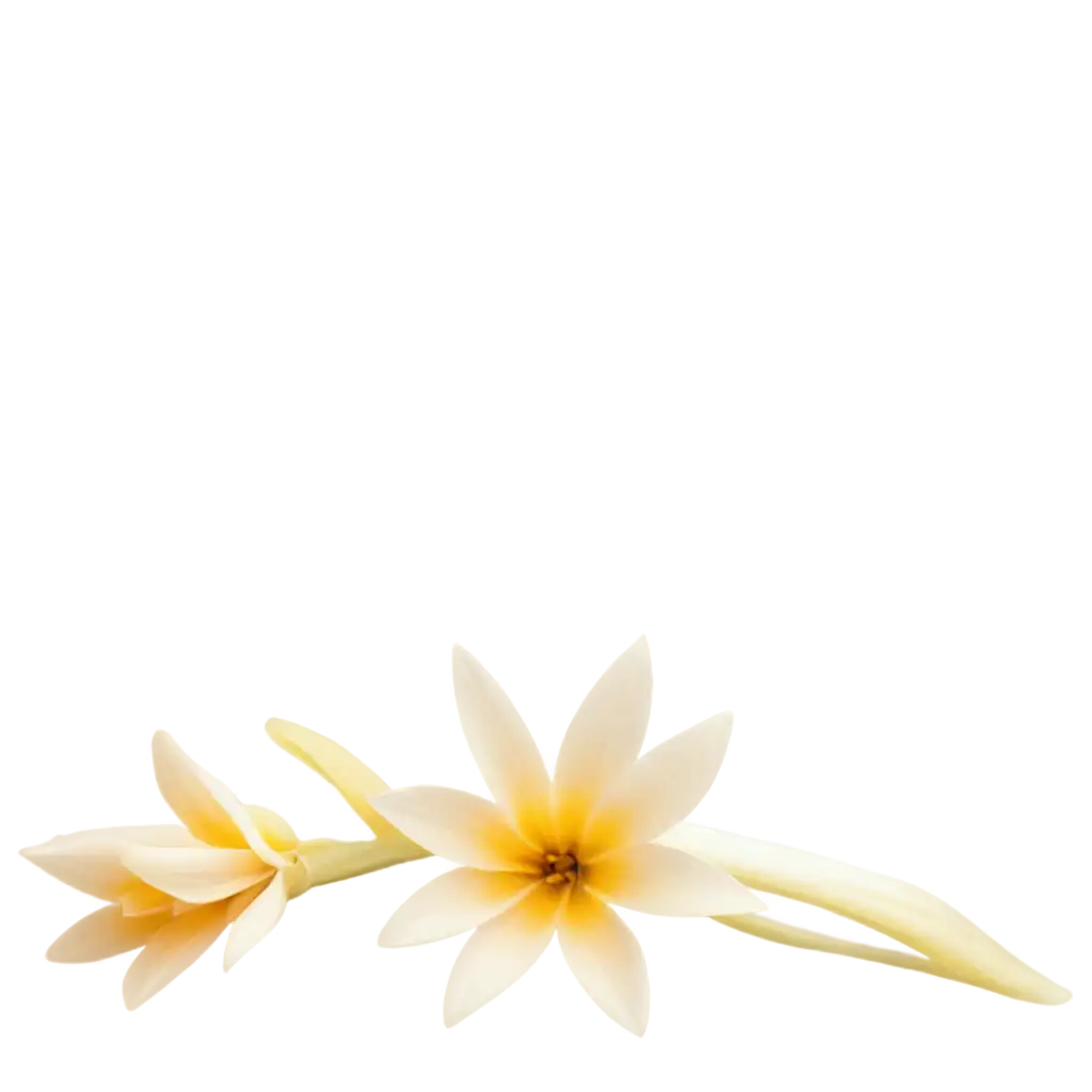 Stunning-Vanilla-Flower-PNG-with-Clear-Structure-and-Beautiful-Lighting