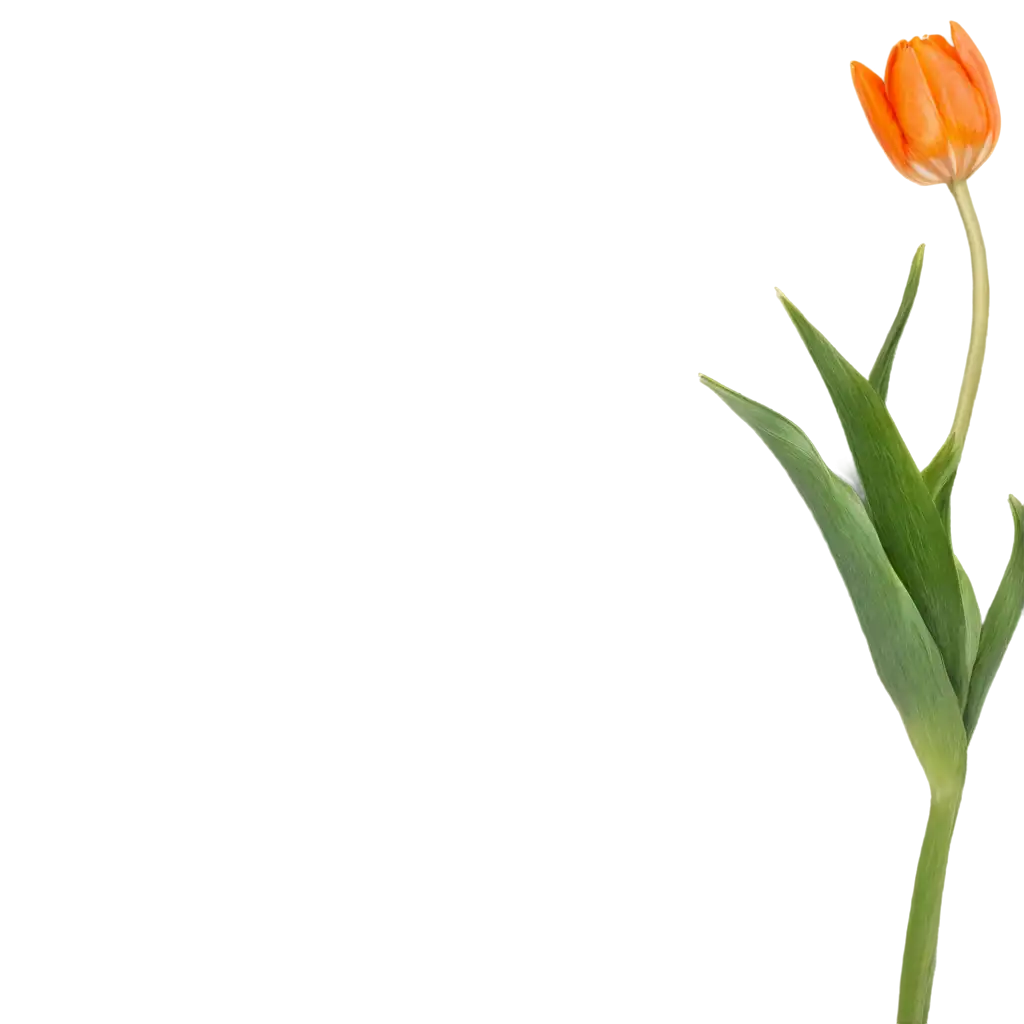 Orange-Tulip-PNG-HighQuality-Transparent-Image-for-Versatile-Use