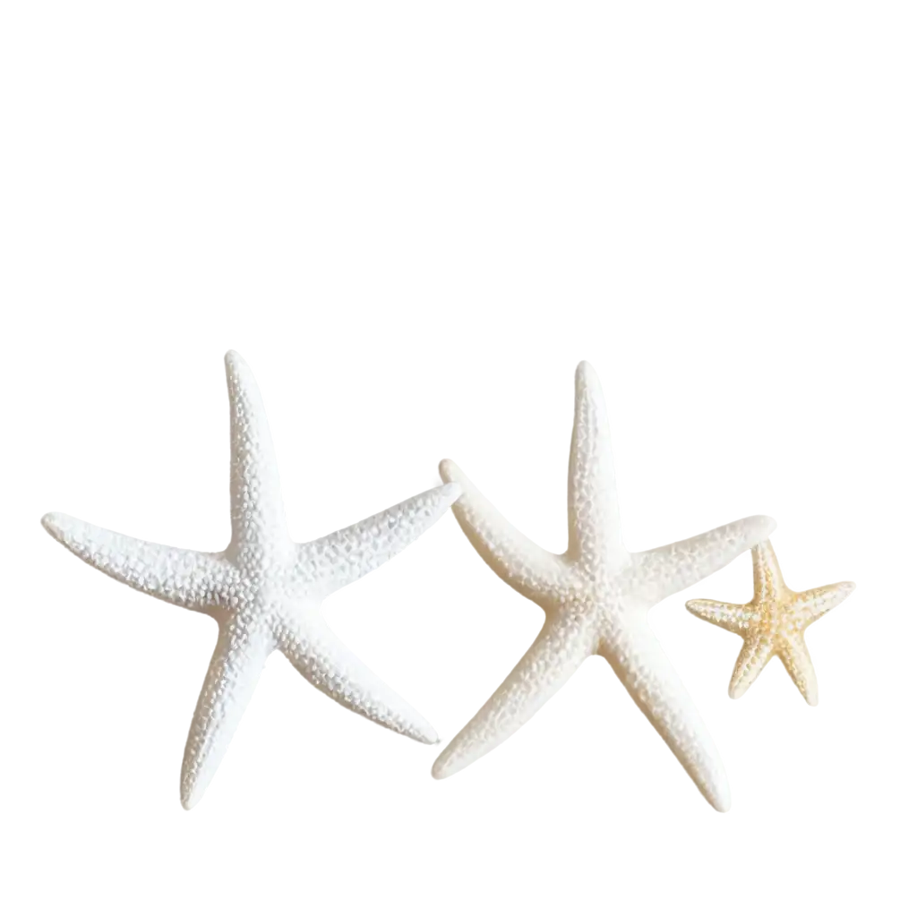 Stunning-White-Small-Starfish-PNG-Image-for-HighQuality-Visuals