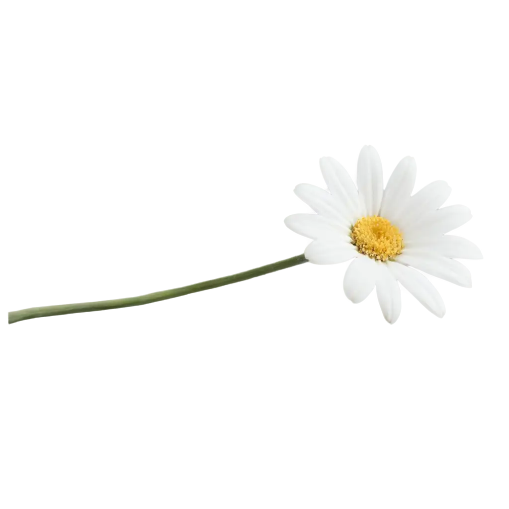 Exquisite-White-Daisy-PNG-Image-Capturing-Natures-Elegance-in-High-Quality