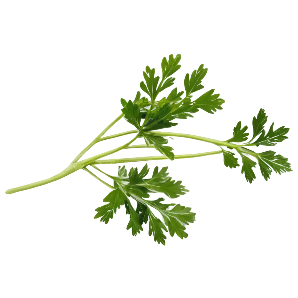 Parsley-PNG-Image-A-HighQuality-Versatile-Asset-for-Culinary-and-Nature-Designs