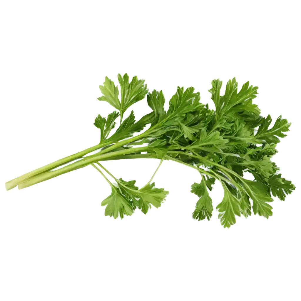 Stunning-Parsley-Greens-PNG-HighQuality-Image-for-Diverse-Applications