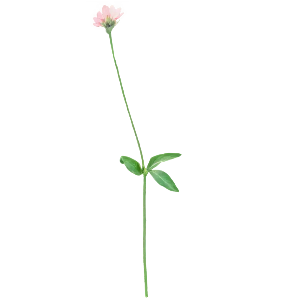 A small flower