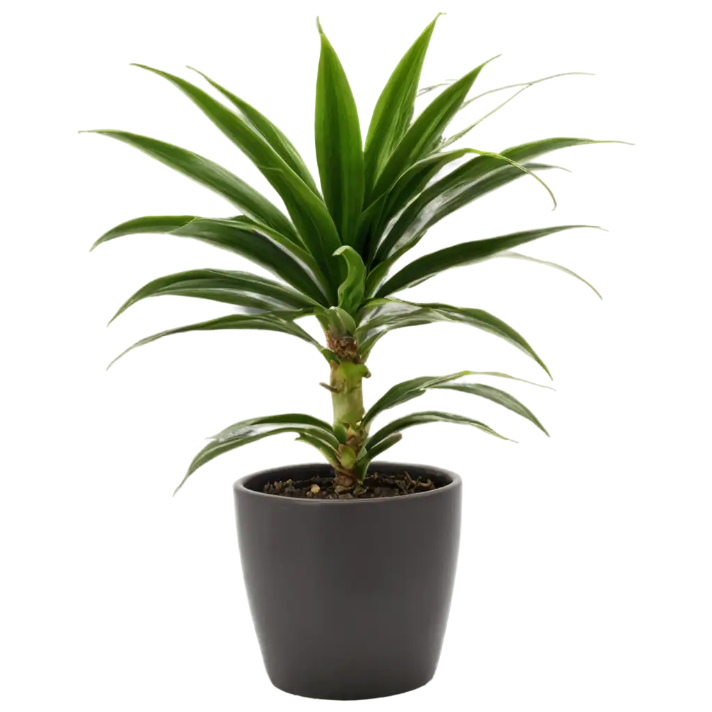 Dracaena-in-a-Pot-PNG-Image-HighQuality-Transparent-Background-for-Versatile-Use