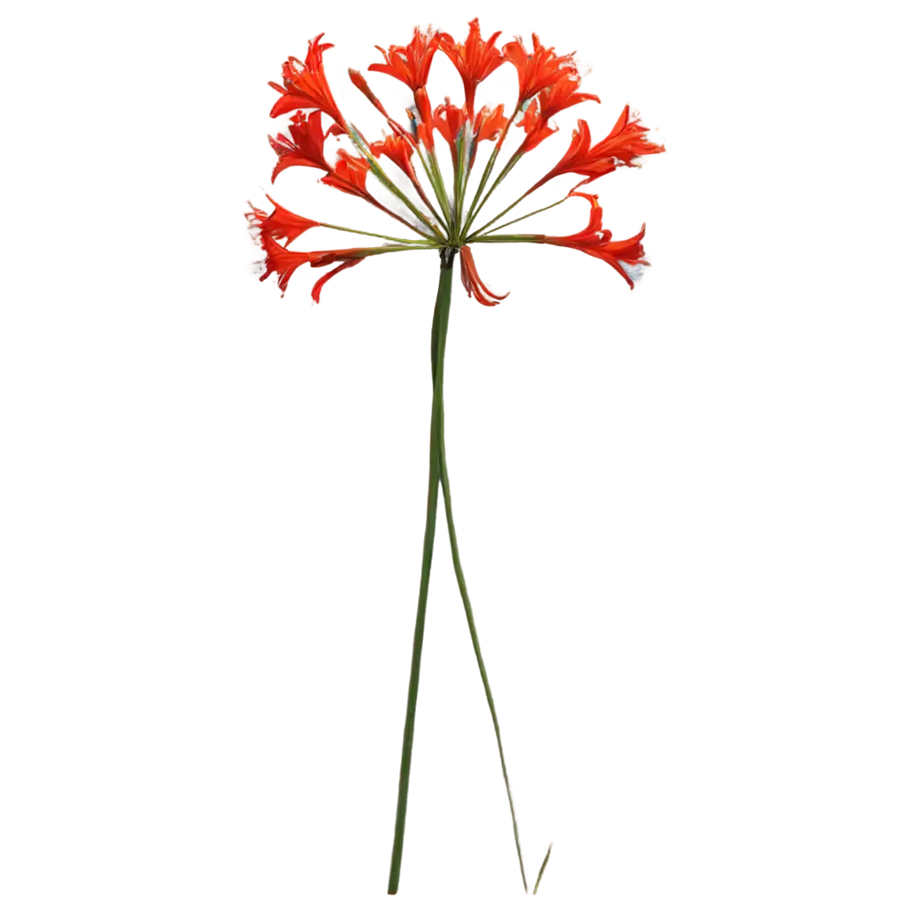 Vibrant-Lycoris-Flowers-in-Multiple-Colors-HighQuality-PNG-Image-for-Versatile-Use